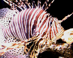 Fish and wetlands.Image by Information for Action, a website for conservation and environmental issues offering solutions