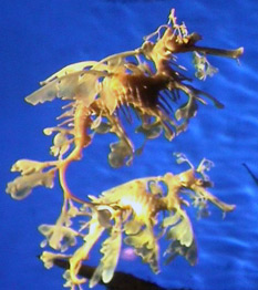 Sea horse and farm waste. Image by Information for Action, a website for conservation and environmental issues offering solutions