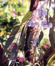 Australian gum tree and chemicals. Image by Information for Action, a website for conservation and environmental issues