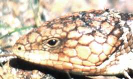 Lizard and Genetic Engineering. Image by Information for Action, a website for conservation and environmental issues offering solutions