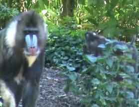 Baboon and water supply. Image by Information for Action, a website for conservation and environmental issues offering solutions