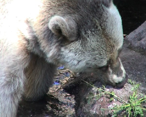 Bear