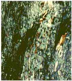 Black brack and Forests - New South Wales, Australia. Image by Information for Action, a website for conservation and environmental issues offering solutions
