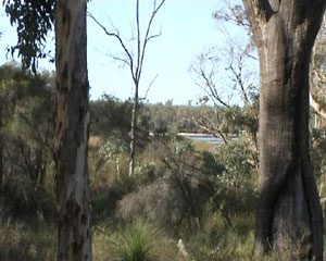 Australian Bush and Consumption. Image by Information for Action