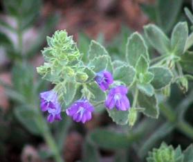 Plant on wetlands page. Image by Information for Action, a website for conservation and environmental issues offering solutions
