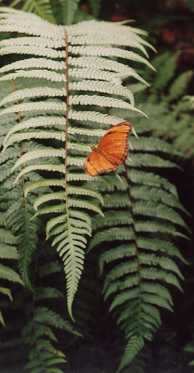Butterfly on the antibiotics page. Image by Information for Action, a website for conservation and environmental issues offering solutions