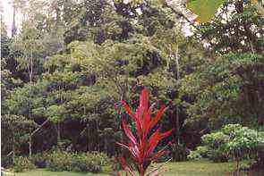 Costarred tree and Forests - Western Australia. Image by Information for Action, a website for conservation and environmental issues offering solutions
