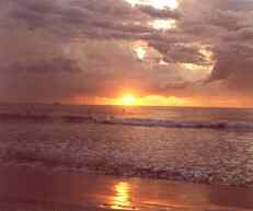 Costar sun set and seagrasses. Image by Information for Action, a website for conservation and environmental issues offering solutions