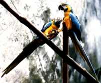 Ecuador bird and forests. Image by Information for Action, a website for conservation and environmental issues offering solutions