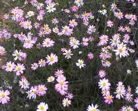 Wild Flowers and War and Weapons. Image by Information for Action, a website for conservation and environmental issues offering solutions