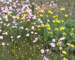 Australian wild flowers everlastings in bush and Consumption. Image by Information for Action
