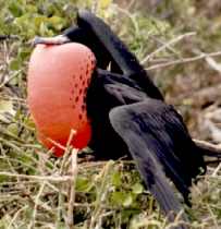 Galapagos bird on the car pollution
page. Image by Information for Action, a website for conservation and environmental issues