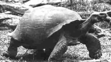 Galapagos Tortoise