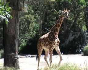 Giraffe and War and Weapons. Image by Information for Action, a website for conservation and environmental issues offering solutions