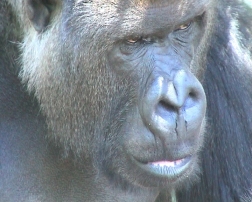 Gorrilla and forests congo. Image by Information for Action, a website for conservation and environmental issues offering solutions