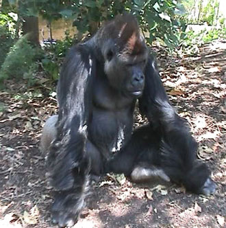 Gorrilla and Consumption. Image by Information for Action