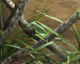 Green frog and forest. Image by Information for Action, a website for conservation and environmental issues offering solutions