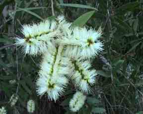 Flower and Genetic Engineering. Image by Information for Action, a website for conservation and environmental issues offering solutions