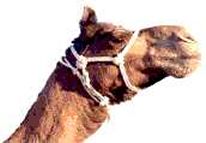 India camel and soil erosion. Image by Information for Action, a website for conservation and environmental issues offering solutions