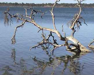 Dead tree in lake and environment. Image by Information for Action, a website for conservation and environmental issues offering solutions
