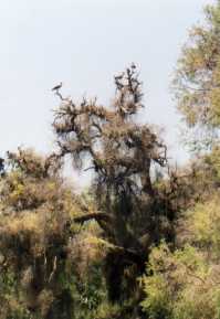 Jann and forest. Image by Information for Action, a website for conservation and environmental issues offering solutions
