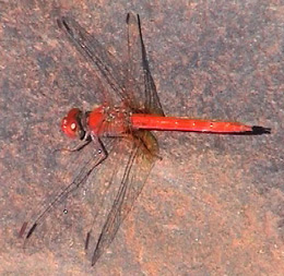 Red insect at Kirigini Park, Australia and Greenhouse. Image by Information for Action, a website for conservation and environmental issues offering solutions