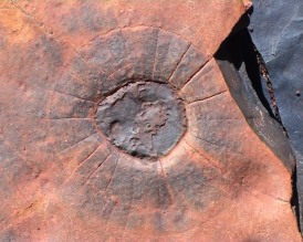 Kirigini rock and Genetic Engineering. Image by Information for Action, a website for conservation and environmental issues offering solutions