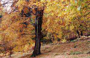 Laked tree and Forests - Western Australia. Image by Information for Action, a website for conservation and environmental issues offering solutions