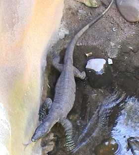 Lizard and Wetlands. Image by Information for Action, a website for conservation and environmental issues offering solutions