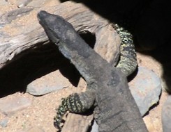 Lizard and chemicals. Image by Information for Action, a website for conservation and environmental issues offering solutions