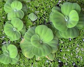 Algae flower and corporate responsibility. Image by Information for Action, a website for conservation and environmental issues offering solutions