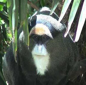 Monkey and food production. Image by Information for Action, a website for conservation and environmental issues offering solutions