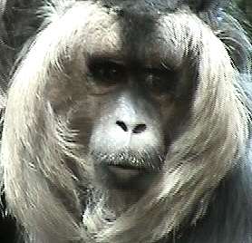 Monkey