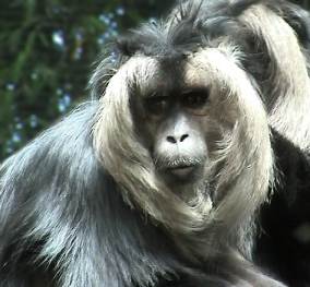 Monkey and environment. Image by Information for Action, a website for conservation and environmental issues offering solutions