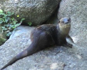 Otter and wetlands. Image by Information for Action, a website for conservation and environmental issues offering solutions