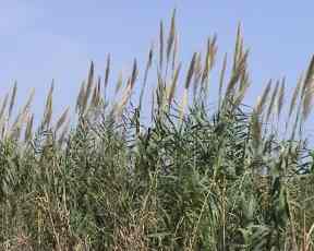 Pampas-Grass and war and weapons. Image by Information for Action, a website for conservation and environmental issues offering solutions