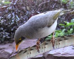 Bird and chemicals. Image by Information for Action