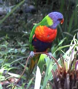 Parrot and environment. Image by Information for Action, a website for conservation and environmental issues offering solutions