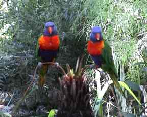 Parrots and war and weapons. Image by Information for Action, a website for conservation and environmental issues offering solutions