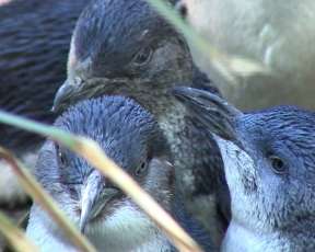 Penguins and War and Weapons. Image by Information for Action, a website for conservation and environmental issues offering solutions