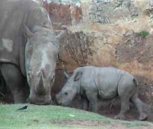 Rhino