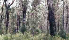 Trees and roads. Image by Information for Action, a website for conservation and environmental issues offering solutions