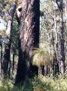 Tree and Forests - New South Wales, Australia. Image by Information for Action, a website for conservation and environmental issues offering solutions