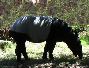 Tapir and wetland. Image by Information for Action, a website for conservation and environmental issues offering solutions