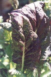Plant and Earth Charter. Image by Information for Action, a website for conservation and environmental issues offering solutions