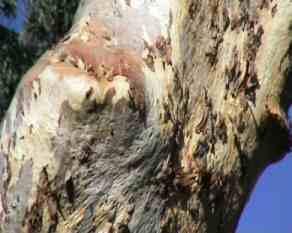 Tree trunk and Forests - Western Australia. Image by Information for Action, a website for conservation and environmental issues offering solutions