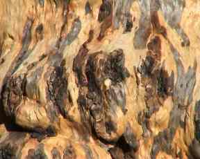 Tree Trunk and War and Weapons. Image by Information for Action, a website for conservation and environmental issues offering solutions
