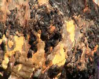 Tree trunk and Ecotaxation. Image by Information for Action, a website for conservation and environmental issues offering solutions