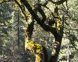 Tree and forests russia. Image by Information for Action, a website for conservation and environmental issues offering solutions