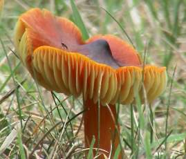 Wales mushroom and environmentally sustainable development in the developed world. Image by Information for Action, a website for conservation and environmental issues offering solutions